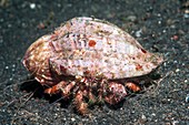 Hermit crab (Dardanus pedunculatus)