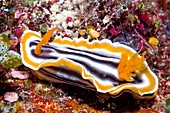 Magnificent nudibranch (Chromodoris magnifica)