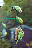 Ring-necked parakeets on a bird feeder, UK