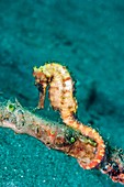 Longsnout seahorse