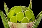 Pimpernel seed capsule, LM
