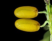 Shepherd's purse seeds, LM