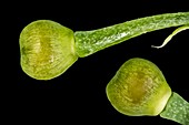 Fumitory seeds, LM