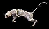 Dessicated rat's body