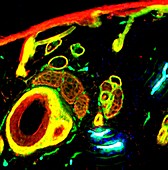 Sebaceous glands, fluorescence light micrograph
