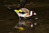 European goldfinch drinking water