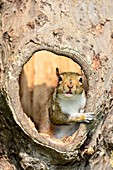 Grey squirrel in a hollow tree