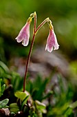 Twinflower (Linnaea borealis) in flower