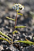 Common yarrow (Achillea millefolium) in flower