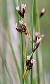 Baltic rush (Juncus balticus) in flower