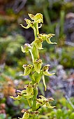 Hooker's orchid (Platanthera hookeri) in flower