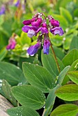 Sea pea (Lathyrus japonicus) in flower