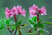 Hairy alpenrose (Rhododendron hirsutum) in flower