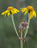 Mountain arnica (Arnica montana) in flower