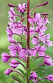 Fireweed (Chamerion angustifolium) in flower