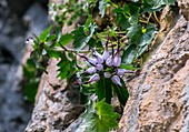 Devil's claw (Physoplexis comosa) in flower