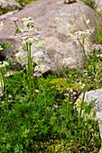 Alpine lovage (Ligusticum mutellina) in flower