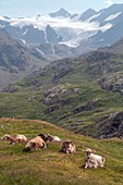 Cattle grazing on the Gavia Pass, Italy
