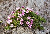 Moss campion (Silene acaulis) in flower