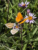 Damon blue and scarce copper butterflies on aster