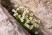 Mossy saxifrage (Saxifraga muscoides) in flower