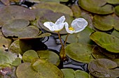 Common frogbit (Hydrocharis morsus-ranae) in flower