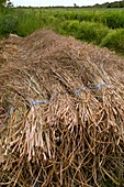 Cut saw sedge (Cladium mariscus), UK