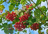 Guelder-rose (Viburnum opulus) in fruit