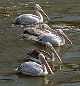 Dalmatian pelicans feeding