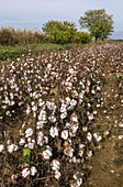 Cotton farm, Greece