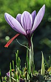 Saffron crocus (Saffron sativus) flower