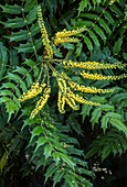 Japanese holly-grape (Mahonia japonica) in flower
