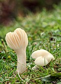 Snowy waxcap (Hygrocybe chlorophana) mushrooms