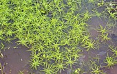 Water-starwort (Callitiche brutia brutia)