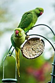 Ring-necked parakeets on a bird feeder