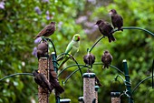 Ring-necked parakeet and starlings on bird feeders
