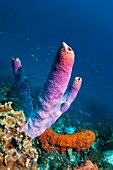 Sponges in the Caribbean