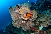 Melithaea sea fan