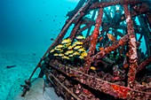 Artificial reef and snappers