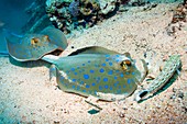 Bluespotted ribbontail rays
