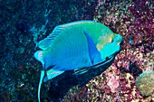 Greenthroat parrotfish grazing on reef