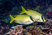 Masked rabbitfish pair