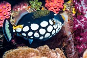 Clown triggerfish