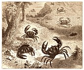West Indian land crabs.