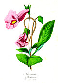 Gloxinia sp. in flower, 19th Century illustration
