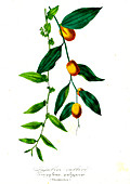 Buckthorn (Zizyphus vulgaris), 19th C illustration
