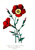 Red flax (Linum grandiflorum), 19th C illustration