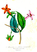 Bedstraw (Manettia miniata), 19th C illustration