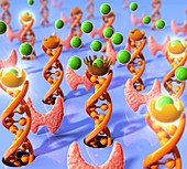 Receptors in thyroid hormone resistance, illustration