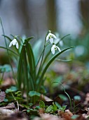 Snowdrops in woodland